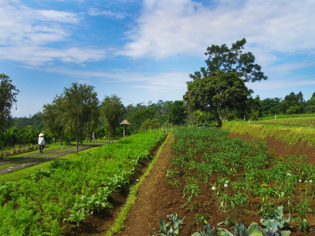 Hotel Bagus Agro Pelaga à Plaga Extérieur photo